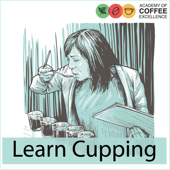 Learn Sensory Analysis and Cupping